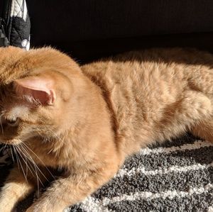Meet your Posher, Rory